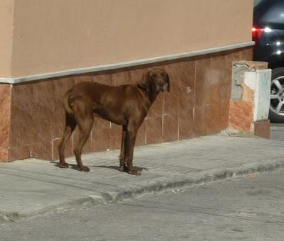 POR FAVOR, ES MUY URGENTE!!!! Perrito abandonado :( ES UN BUENAZO y ESTÁ EN UNA ZONA PELIGROSA- ACOGIDA, PROTECTORAS...