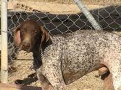 Emilio, pobre perrito pointer abandonado adopcion urgente. (alicante)