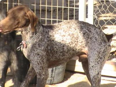 EMILIO, POBRE PERRITO POINTER ABANDONADO ADOPCION URGENTE. (ALICANTE)