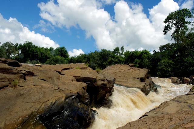 Sorpresas entre el mato