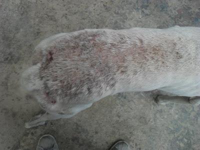 AYUDA PARA ESTOS GALGOS, SI NO LOS ABANDONARÁN A SU SUERTE. (SEVILLA)