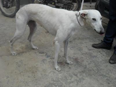 AYUDA PARA ESTOS GALGOS, SI NO LOS ABANDONARÁN A SU SUERTE. (SEVILLA)