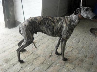 AYUDA PARA ESTOS GALGOS, SI NO LOS ABANDONARÁN A SU SUERTE. (SEVILLA)