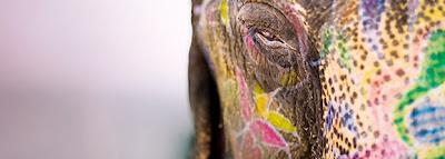 El Elefante Entero