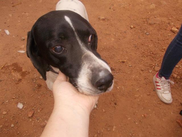 MR. POTI, POINTER CIEGO EN ADOPCIÓN :)