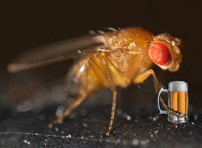 Ciencia Friki II: las moscas insatisfechas sexualmente se dan a la bebida
