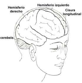 Notas sobre los hemisferios cerebrales.