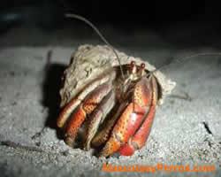 fotos Cangrejo ermitańo