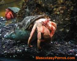 fotos Cangrejo ermitańo