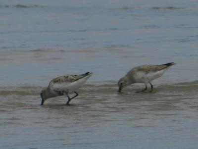 Pequeñas notas de migración