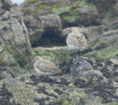 Pequeñas notas de migración