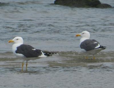 Pequeñas notas de migración