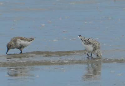 Pequeñas notas de migración