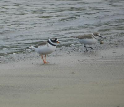 Pequeñas notas de migración