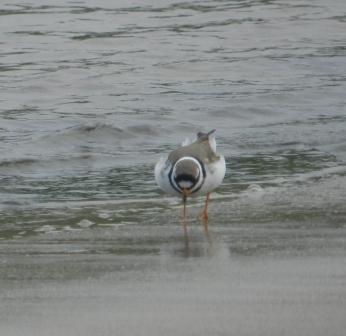 Pequeñas notas de migración