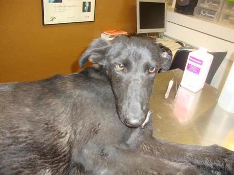 GALGUITO DE 6 MESES ATROPELLADO