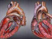 efectos insuficiencia cardiaca células pueden revertidos descanso
