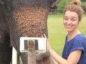 Dumbo elige Samsung Note