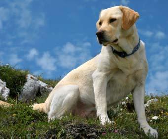 El Labrador Retriever, la raza de perros preferida
