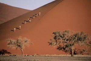 safari fotografico namibia