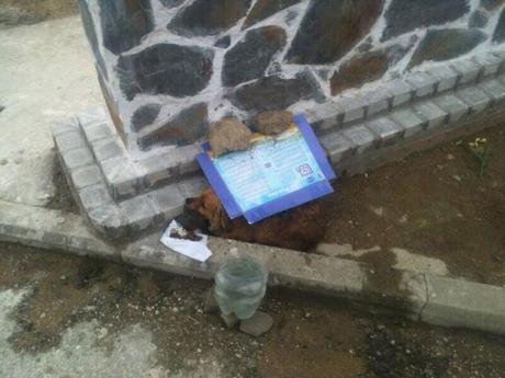 Se lo estaban comiendo las hormigas