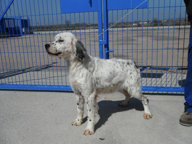 Dos preciosas setter en la perrera (Toledo)