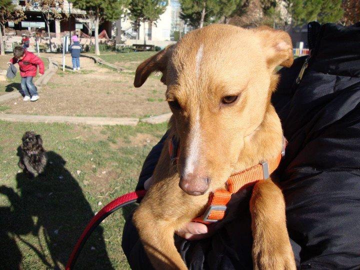 Historias de adoptad@s. Tas