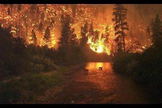 Incendios ¿intencionados?