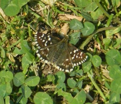 Primeros hespéridos