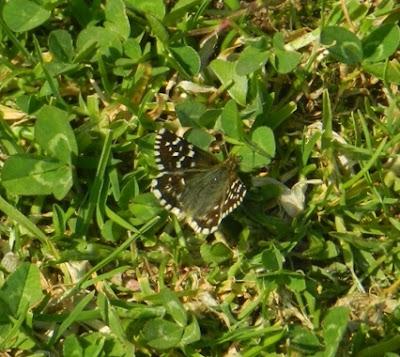 Primeros hespéridos