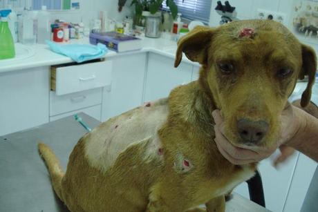 Novedades de Luisito