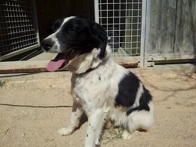 SERMAN - bretón de 1 añito - Madrid - MUY Urgente!!!