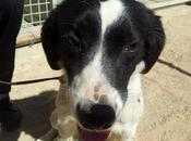 SERMAN bretón añito Madrid Urgente!!!