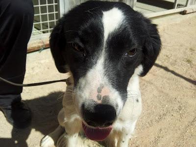 SERMAN - bretón de 1 añito - Madrid - MUY Urgente!!!