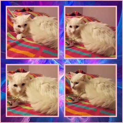 EDURNE, gata con leucemia necesita acogida o adopción. Urgente.‏