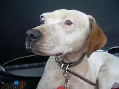 AYUDA PARA CAYA , perrita con glaucoma en ojo.‏