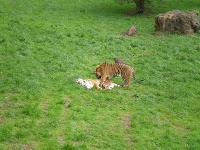 Cuadernos navideños (XI): Parque de Cabárceno