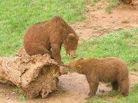 Cuadernos navideños (XI): Parque de Cabárceno
