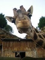 Cuadernos navideños (XI): Parque de Cabárceno