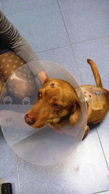 LUISITO, disparado y arrojado a un canal.