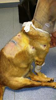 LUISITO, disparado y arrojado a un canal.