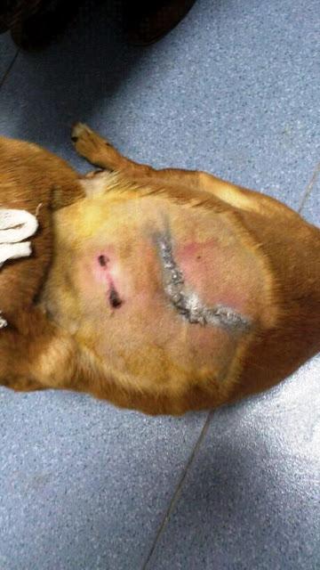 LUISITO, disparado y arrojado a un canal.