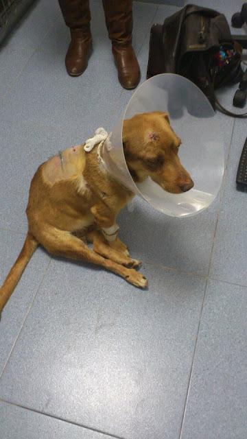 LUISITO, disparado y arrojado a un canal.