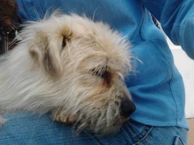 ENANO PELUDO SAN LÚCAR DE BARRAMEDA SOS: ACOGIDA URGENTE.