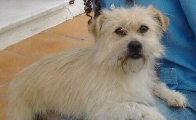 ENANO PELUDO SAN LÚCAR DE BARRAMEDA SOS: ACOGIDA URGENTE.