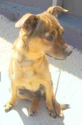 ¿Alguien se apiada de una raterita con sarna de la perrera? NINETA necesita una oportunidad. (Valencia)