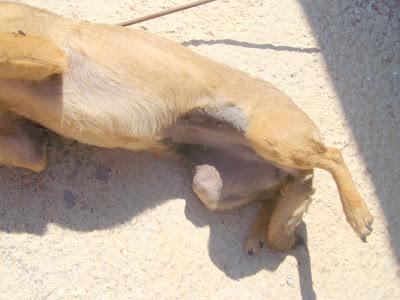 ¿Alguien se apiada de una raterita con sarna de la perrera? NINETA necesita una oportunidad. (Valencia)