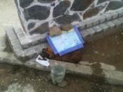 estaban comiendo hormigas!!!! urge acogida