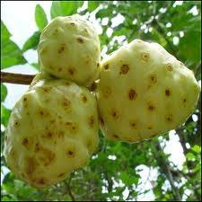 Árbol del Queso, Noni