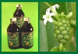 Árbol del Queso, Noni